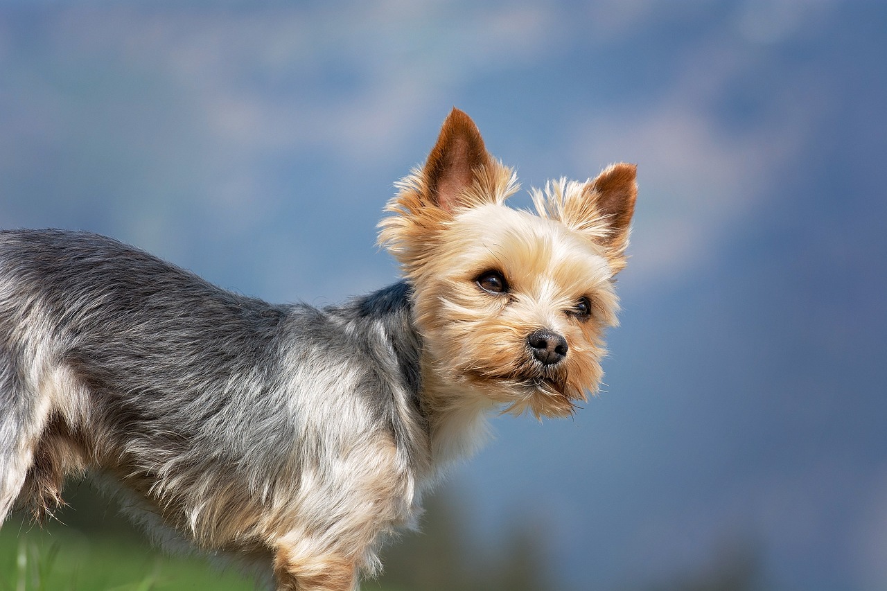 Understanding the Traits of Bull Terriers